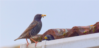 Is Your Rental Housing A Target For Unwanted Bird Nests?