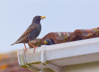 Is Your Rental Housing A Target For Unwanted Bird Nests?