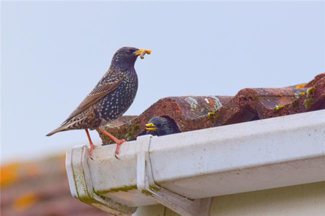 Is Your Rental Housing A Target For Unwanted Bird Nests?