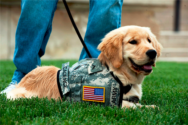 10-18-16 pets and apartments creative commons service dog.png