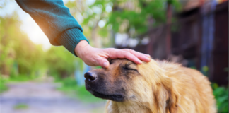 Lying About An Emotional Support Animal In Utah May Become A Misdemeanor