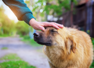 Lying About An Emotional Support Animal In Utah May Become A Misdemeanor