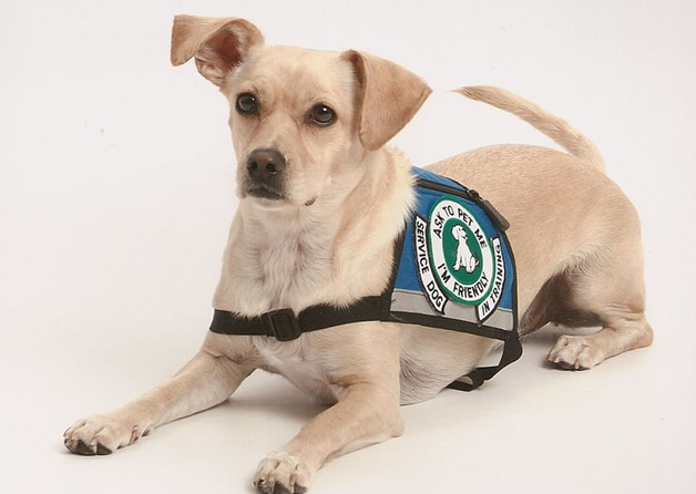 2-9-17 HUD charges discrimination over pet in ok..cc license.png