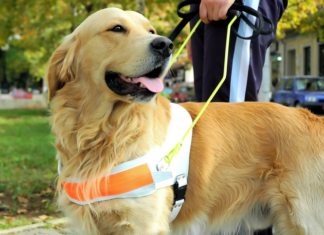 Apartment emotional support dog and nearby tenant with dog allergy
