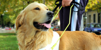 Ultimate guide to assistance animals in rental property