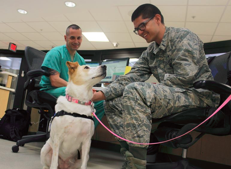 Ultimate guide to assistance animals in rental housing