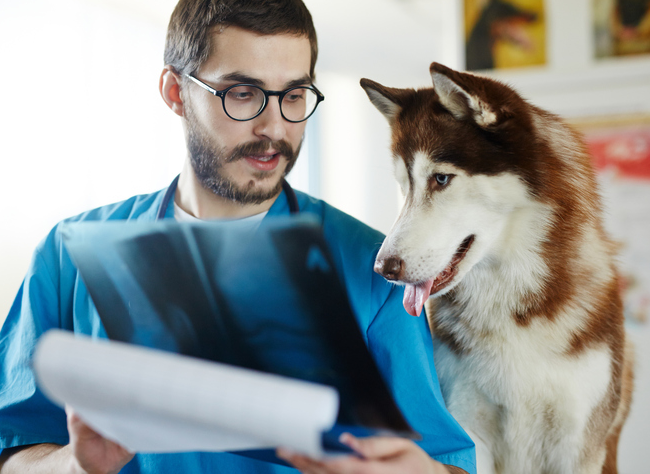 4-9-18 documentation for service animals.png