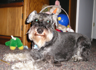 7 Questions And Answers On Canine Liability Insurance