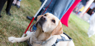 Housing Authority Settles For $1 Million With Tenants Over Emotional Support Animals