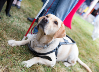 Housing Authority Settles For $1 Million With Tenants Over Emotional Support Animals