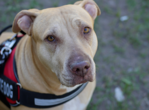 Are You Confused By Requests For Service, Emotional Support And Assistance Animals?