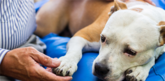 Landlord To Pay $9,000 To Settle With HUD Over Emotional Support Animal