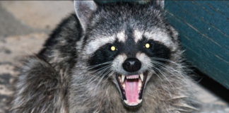 Raccoon Attack Leads To Lawsuit Against Portland Apartment Complex