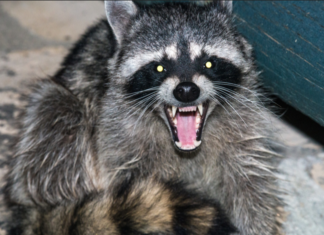 Raccoon Attack Leads To Lawsuit Against Portland Apartment Complex