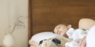 The Pros And Cons Of Having A Pet Friendly Apartment Or Rental