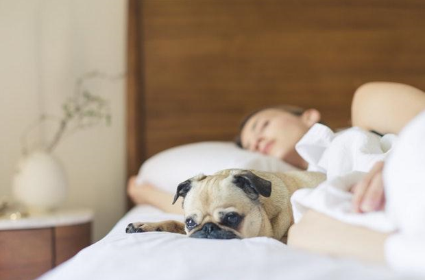 The Pros And Cons Of Having A Pet Friendly Apartment Or Rental