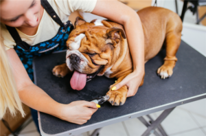 5 Top Unique Apartment Amenities Features For 2019