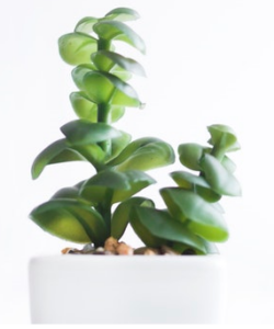 millennial renters are eco-conscious