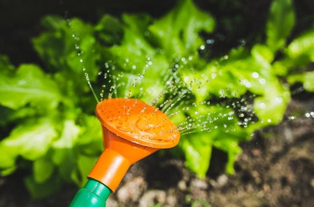 6 Ways To Save Water With The Right Landscaping At Your Property