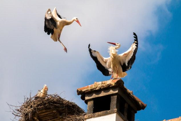 4 Things To Check In A Chimney Inspection In Your Rentals