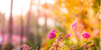 5 Easy DIY Projects That Can Add Value to Your Rental Property include landscaping flowers and gardens