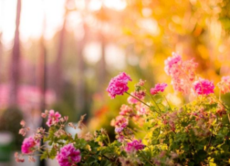 5 Easy DIY Projects That Can Add Value to Your Rental Property include landscaping flowers and gardens