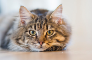 HUD Charges Landlords with Discrimination for Not Allowing Assistance Cat