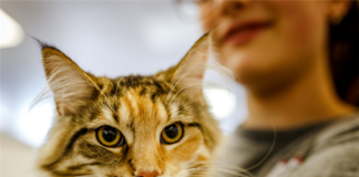 HUD Charges Landlords with Discrimination for Not Allowing Assistance Cat