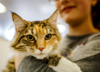 HUD Charges Landlords with Discrimination for Not Allowing Assistance Cat