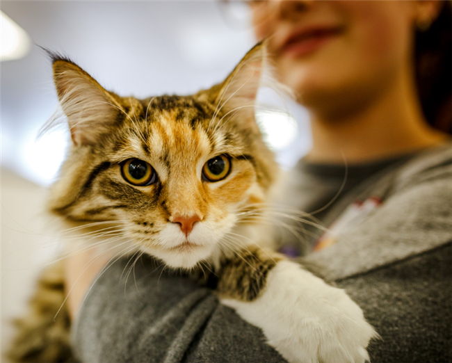 guide to assistance animals in rental housing