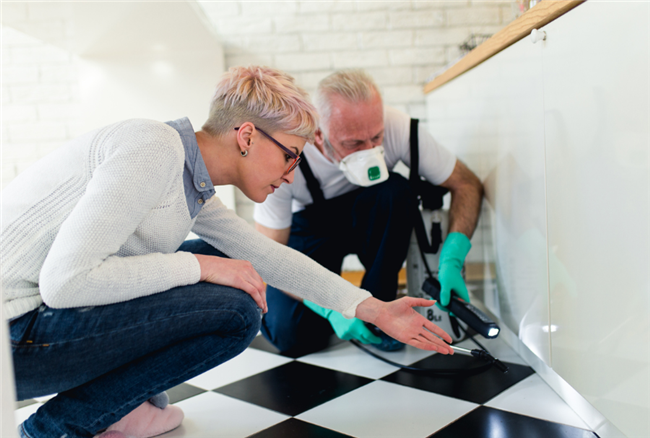 How To Deal With The Most Common Pests In Rental Housing