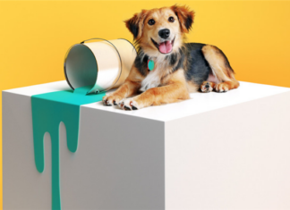 New Pet-Damage Insurance Policies Give Property Managers More Potential Tenants