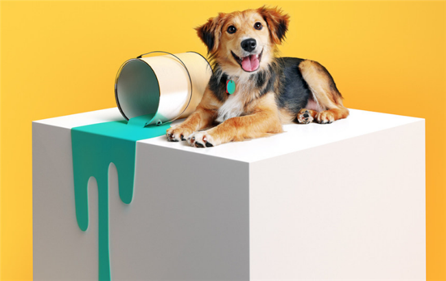 New Pet-Damage Insurance Policies Give Property Managers More Potential Tenants