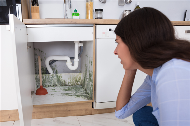 5 Steps To Detect Mold Problems in Your Properties