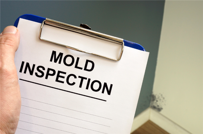 5 Steps To Detect Mold Problems in Your Properties