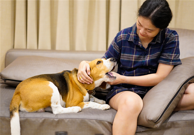 Ultimate guide to assistance animals in rental housing