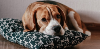 HUD Charges Apartments with Discrimination Against Tenants Who Need Emotional Support Animals