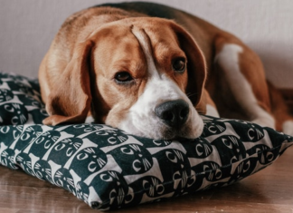 HUD Charges Apartments with Discrimination Against Tenants Who Need Emotional Support Animals