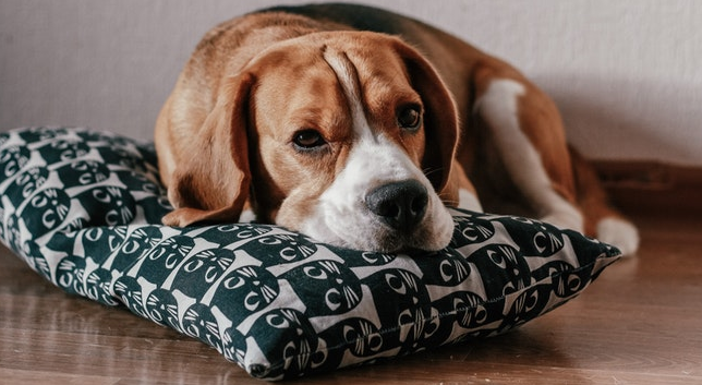 HUD Charges Apartments with Discrimination Against Tenants Who Need Emotional Support Animals