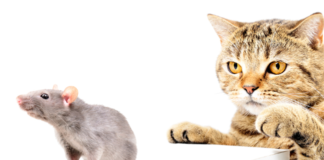 9 Ways to Get Rid of Mice in Rental Properties