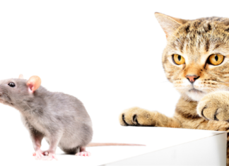 9 Ways to Get Rid of Mice in Rental Properties 9 Ways to Get Rid of Mice in Rental Properties