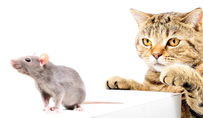 9 Ways to Get Rid of Mice in Rental Properties