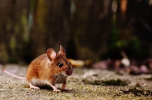 9 Ways to Get Rid of Mice in Rental Properties
