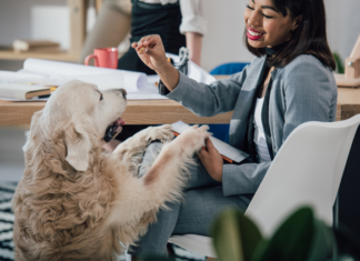 The Benefits of Being Pet-Friendly For Rental Property Owners The Benefits of Being Pet-Friendly For Rental Property Owners