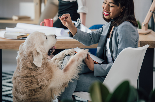 The Benefits of Being Pet-Friendly For Rental Property Owners