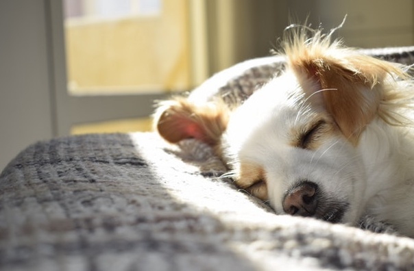 The Benefits of Being Pet-Friendly For Rental Property Owners