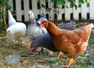 Ask The Attorney: Can I Terminate A Lease For Cause Over Chickens?
