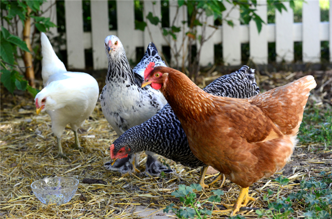 Ask The Attorney: Can I Terminate A Lease For Cause Over Chickens?