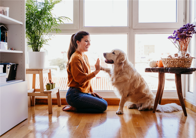 The New American Dream Is A Dog-Friendly Home
