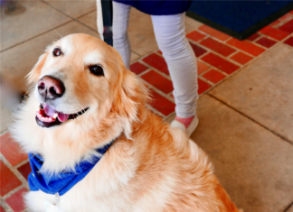 If A Tenant Dies, Does His Emotional Support Dog Become A Pet? Ask Landlord Hank If A Tenant Dies, Does His Emotional Support Dog Become A Pet?